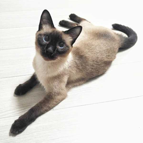 7 Mysteriously Beautiful Siamese Cats and Kittens