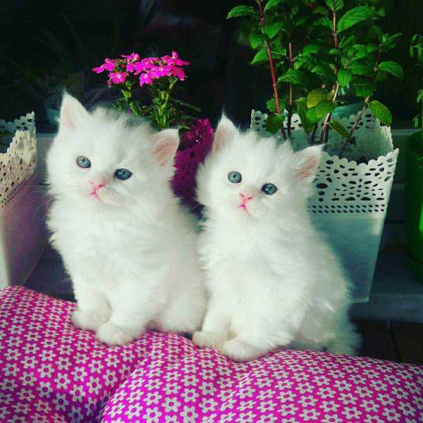 9 Beautiful White Cats and Kittens