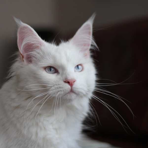 9 Beautiful White Cats and Kittens