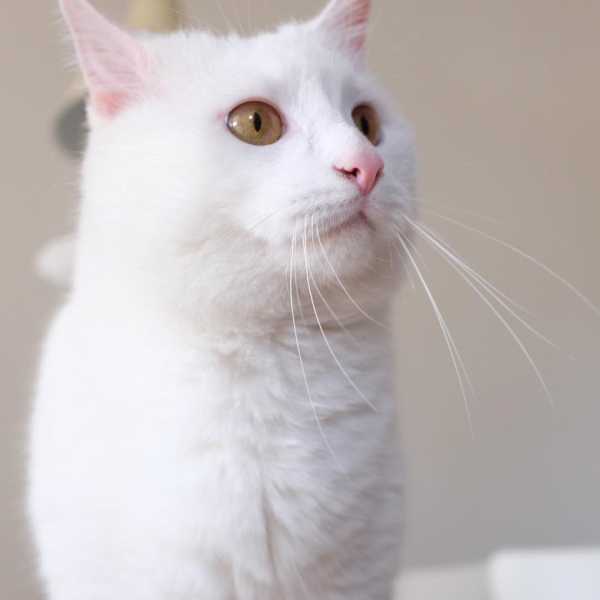 9 Beautiful White Cats and Kittens