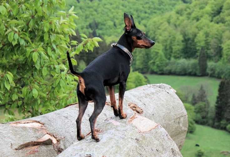 Top 14 Small Dog Breeds