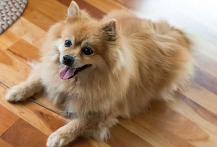 Top 14 Small Dog Breeds