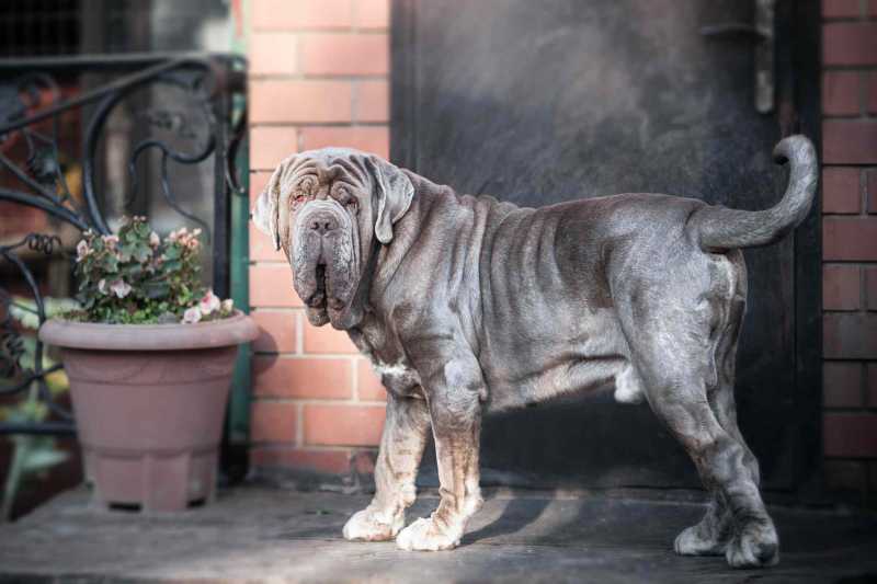 10 Adorable Dog Breeds With Wrinkles