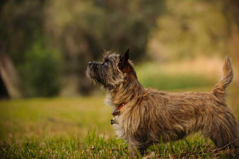 10 Best Brindle Dog Breeds
