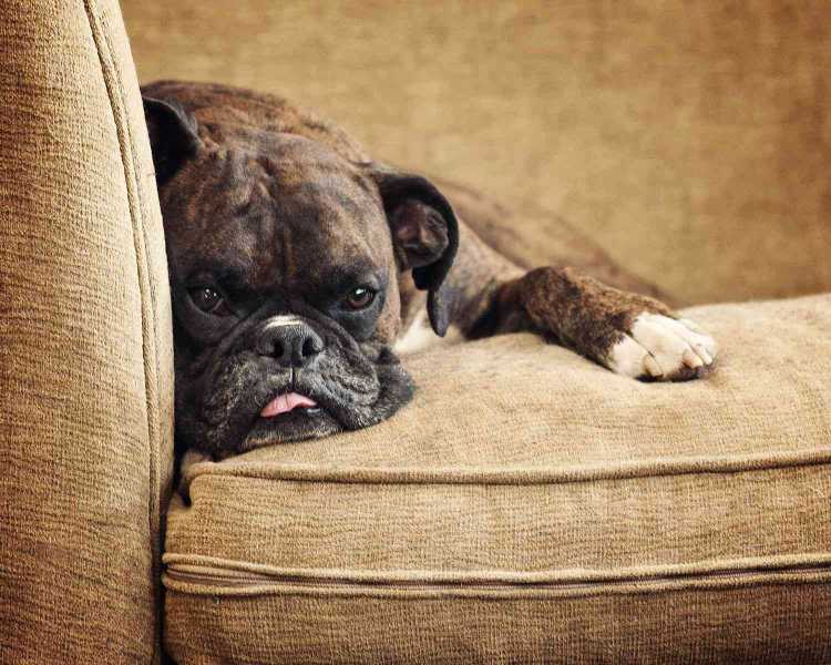 10 Best Brindle Dog Breeds