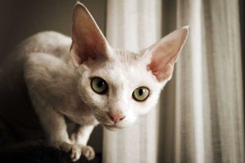 10 Best Cats With Big Ears