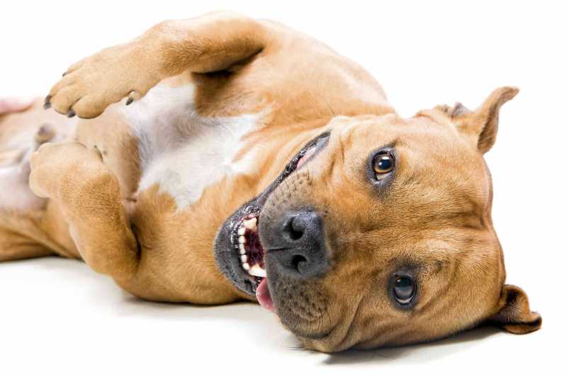 10 Best Dog Breeds for Cuddling