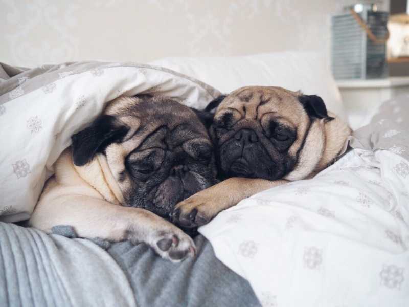 10 Best Dog Breeds for Cuddling