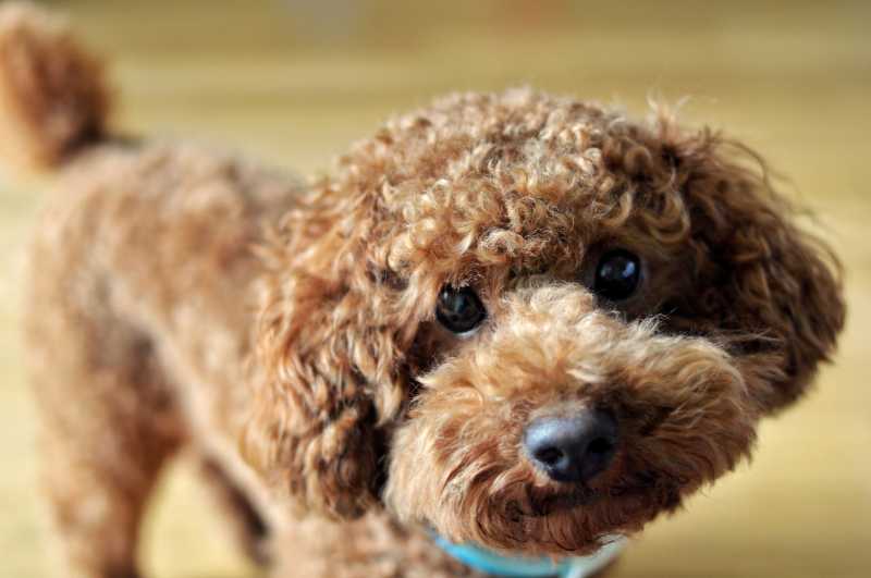 10 Best Dog Breeds for First-Time Owners