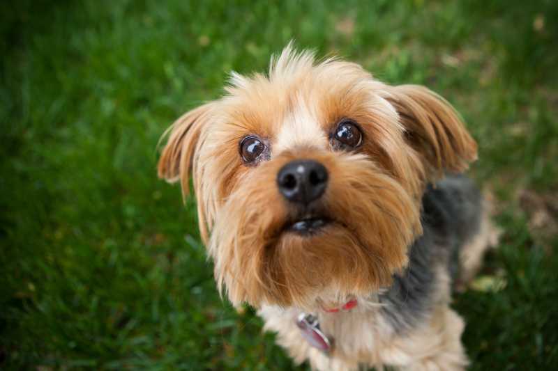 10 Best Dog Breeds for First-Time Owners