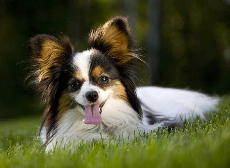 10 Best Dog Breeds for First-Time Owners