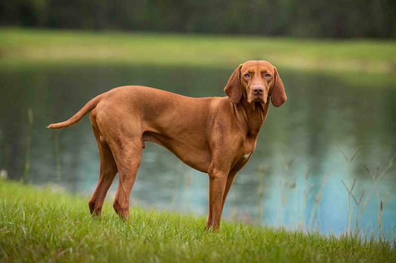 10 Best Dog Breeds for Obedience