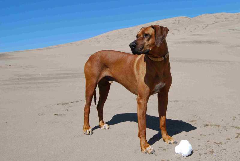 10 Best Dog Breeds for Protection