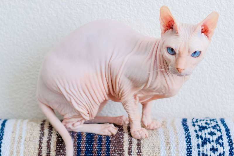 10 Best Hairless Cat Breeds for a Unique Pet Pal