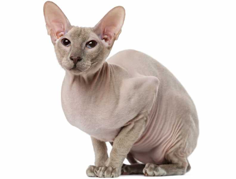 10 Best Hairless Cat Breeds for a Unique Pet Pal
