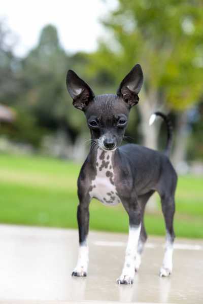 10 Best Hairless Dog Breeds