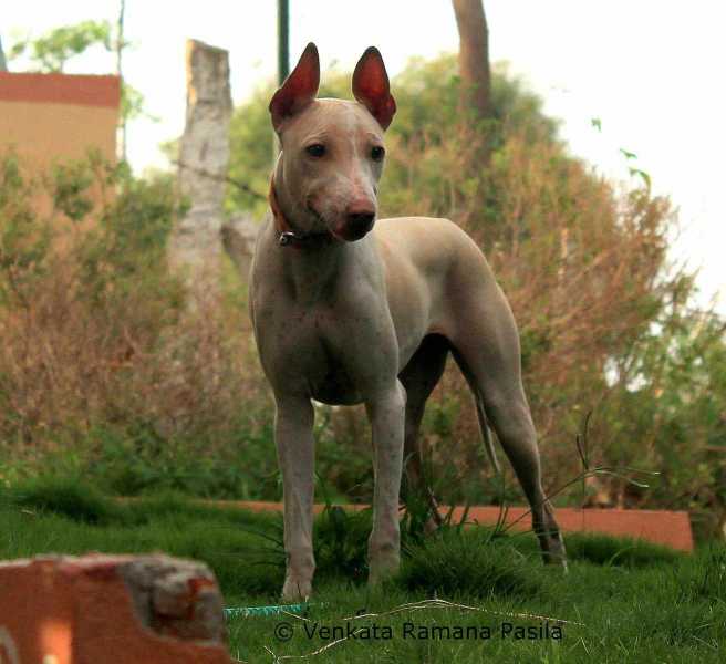 10 Best Hairless Dog Breeds