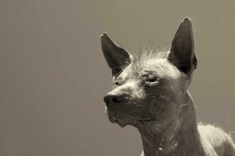 10 Best Hairless Dog Breeds