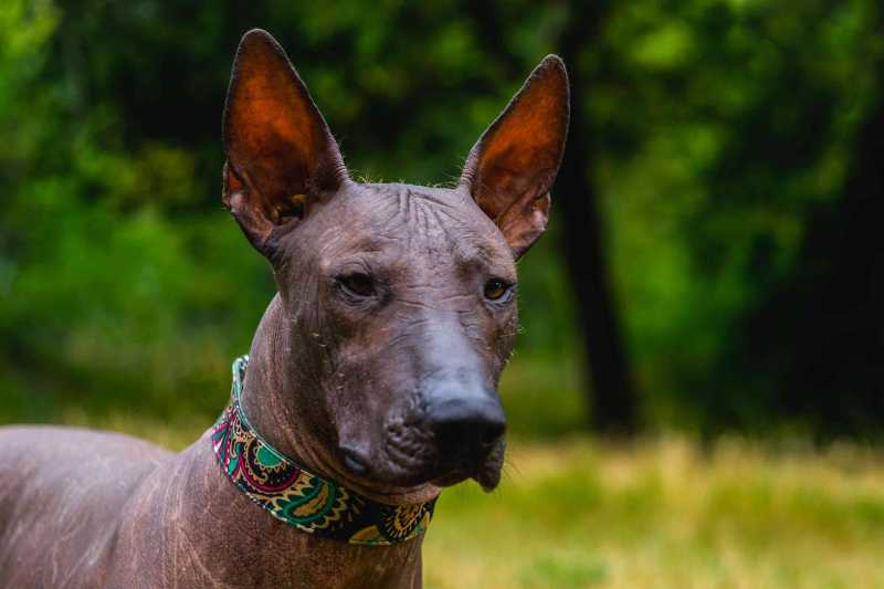 10 Best Hairless Dog Breeds