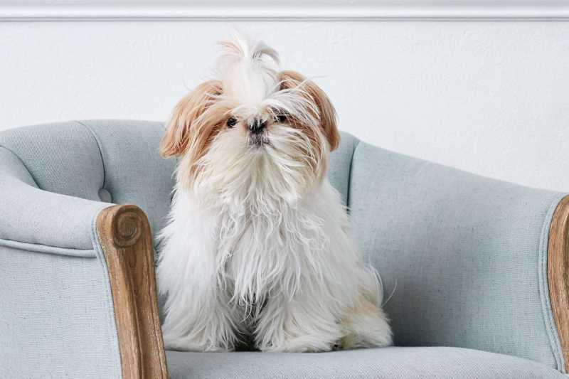 10 Best Small Dog Breeds for Limited Space