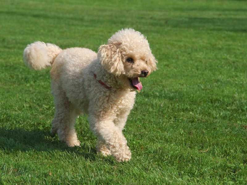 10 Best Small Dog Breeds for Limited Space