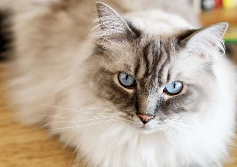 10 Cat Breeds With the Longest Lifespans