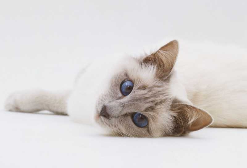 10 Cat Breeds With the Longest Lifespans