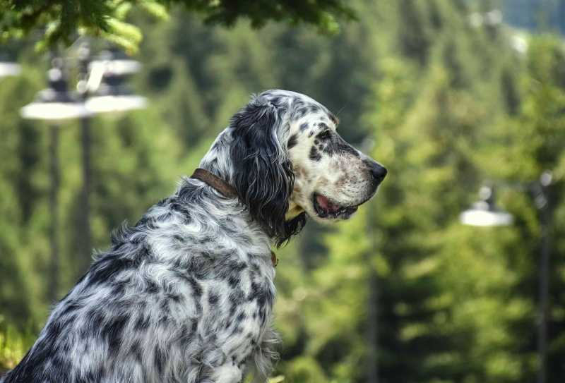 10 Dog Breeds That Point Out Prey