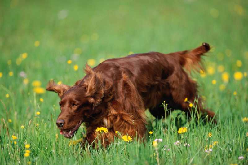 10 Dog Breeds That Point Out Prey