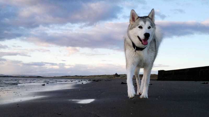 10 of the Healthiest Dog Breeds