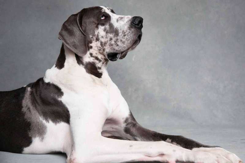 10 Strongest Dog Breeds for Getting Work Done
