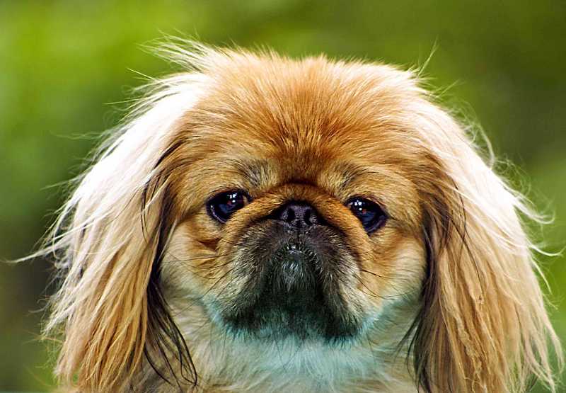 10 Worst Dog Breeds for People With Allergies