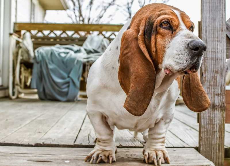 10 Worst Dog Breeds for People With Allergies
