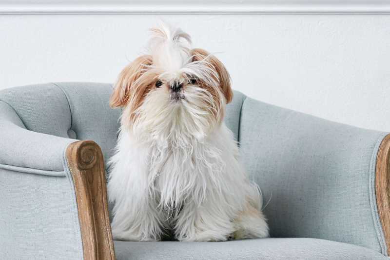 12 Best Dog Breeds for Senior Citizens