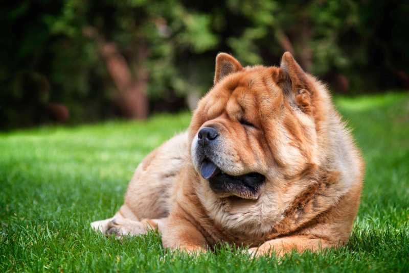 12 Worst Dog Breeds for Kids