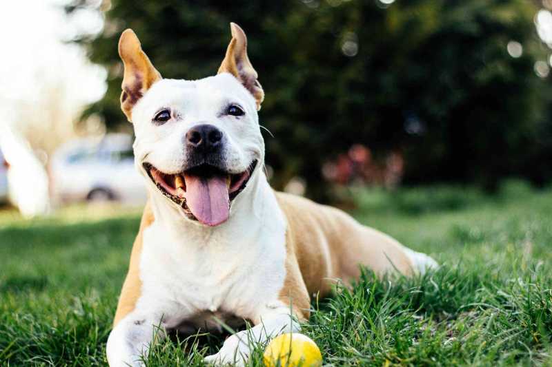 13 Best Breeds to Be Companion Dogs
