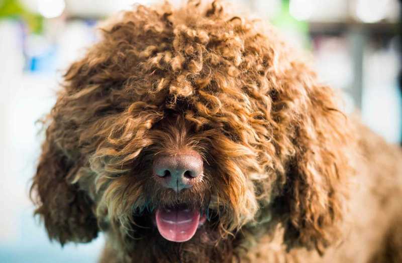 13 Cute Dog Breeds With Curly Hair