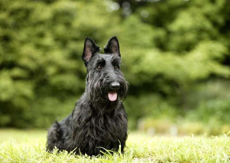 13 Dog Breeds That Are Wirehaired