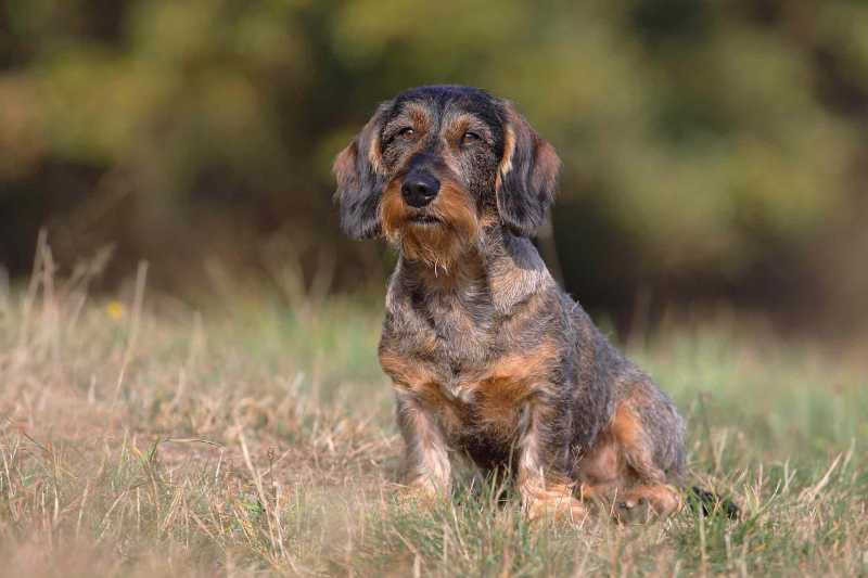 13 Dog Breeds That Are Wirehaired
