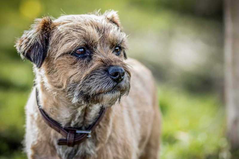 13 Dog Breeds That Are Wirehaired
