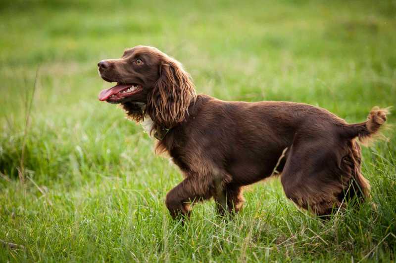 14 Spaniel Dog Breeds for Canine Lovers