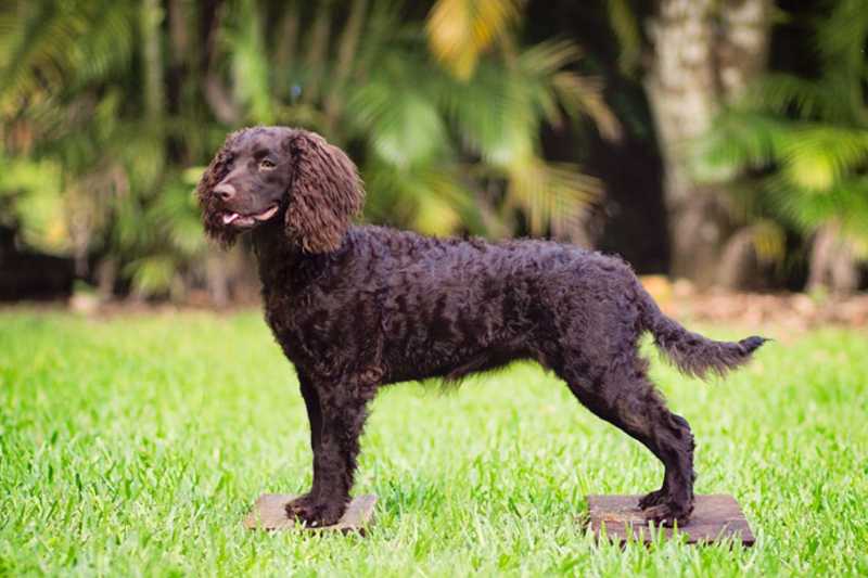 14 Spaniel Dog Breeds for Canine Lovers