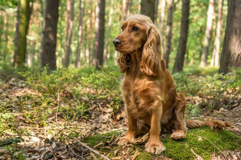 14 Spaniel Dog Breeds for Canine Lovers