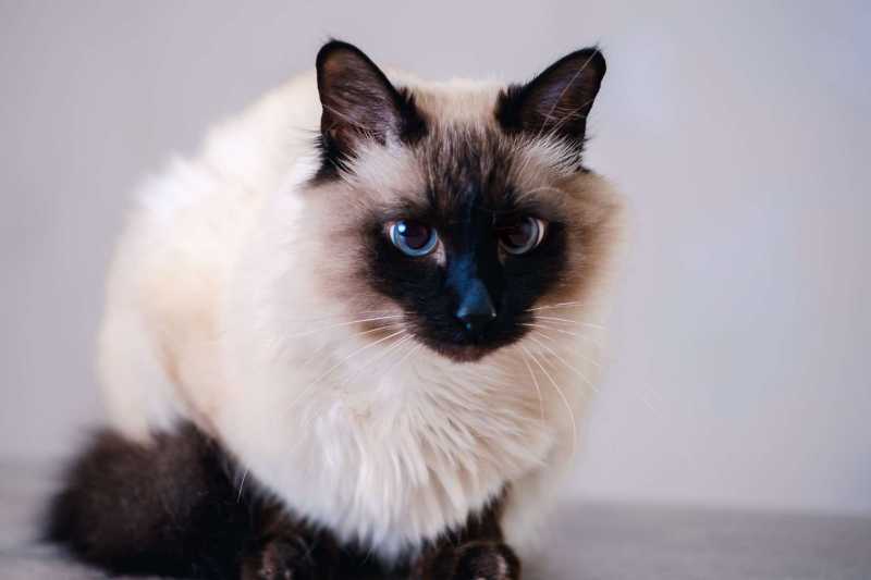 15 Best American Cat Breeds