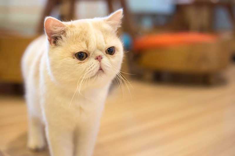 15 Best American Cat Breeds