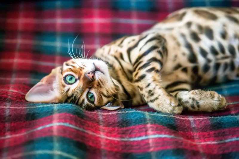 15 Best American Cat Breeds