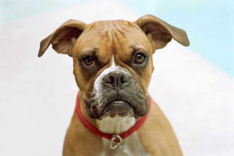 15 Best Dog Breeds for Kids and Families