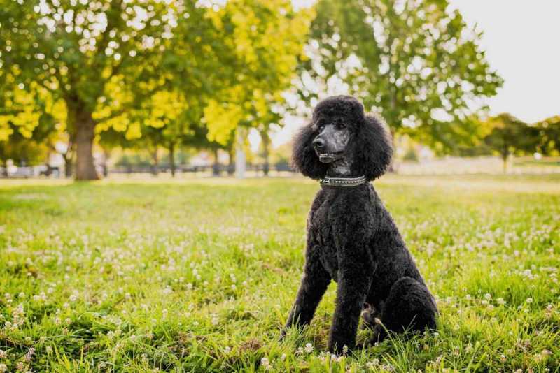 15 Best Dog Breeds for Kids and Families