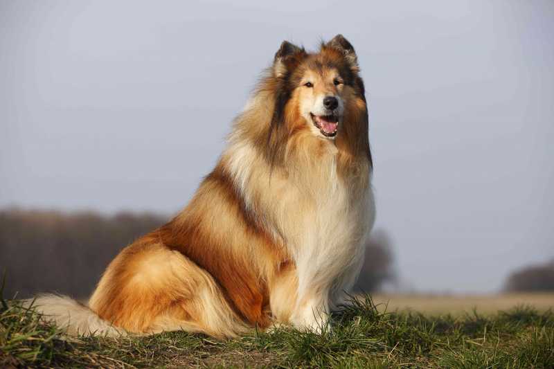 15 Friendliest Dog Breeds That Love People