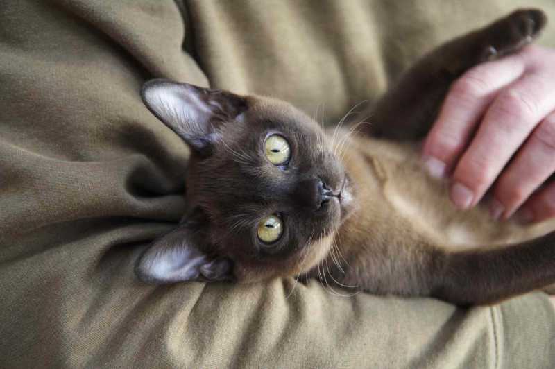 15 Top Cat Breeds With Big Eyes